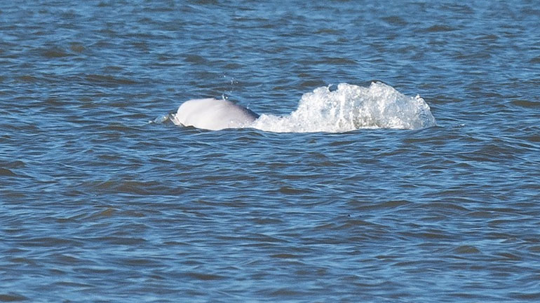Γαλλία: Φάλαινα μπελούγκα εντοπίστηκε στον Σηκουάνα