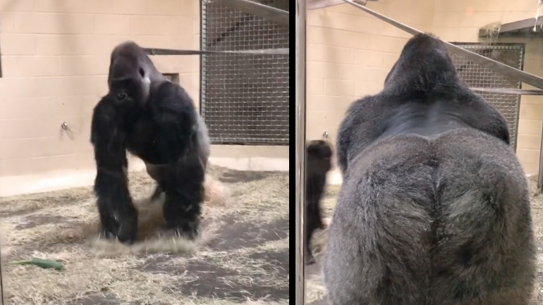 Γορίλας κάνει εντυπωσιακή είσοδο