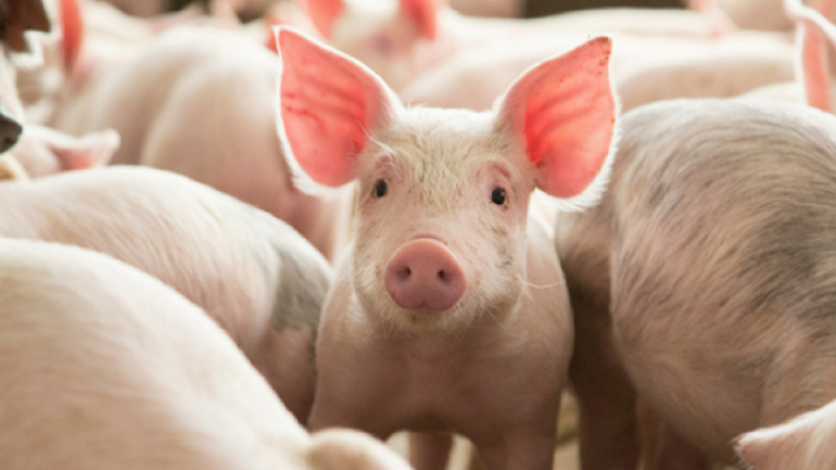 ΗΠΑ: Επιστήμονες αποκατέστησαν τις κυτταρικές λειτουργίες σε ζωτικά όργανα πεθαμένων χοίρων