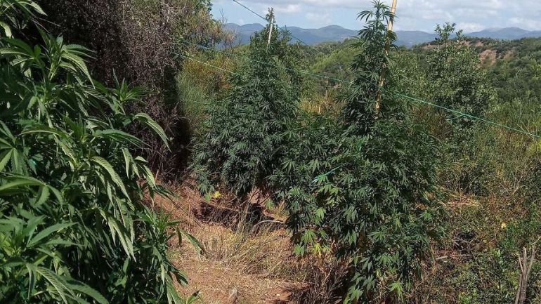 Ηλεία: Δυο συλλήψεις για τα 4.235 δέντρα χασίς στην Ανδρίτσαινα