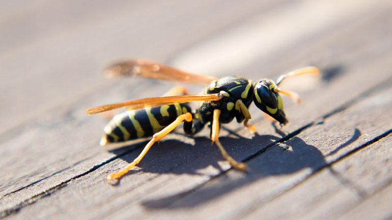 Ηλεία:  Νεκρή 67χρονη από τσιμπήματα σφήκας