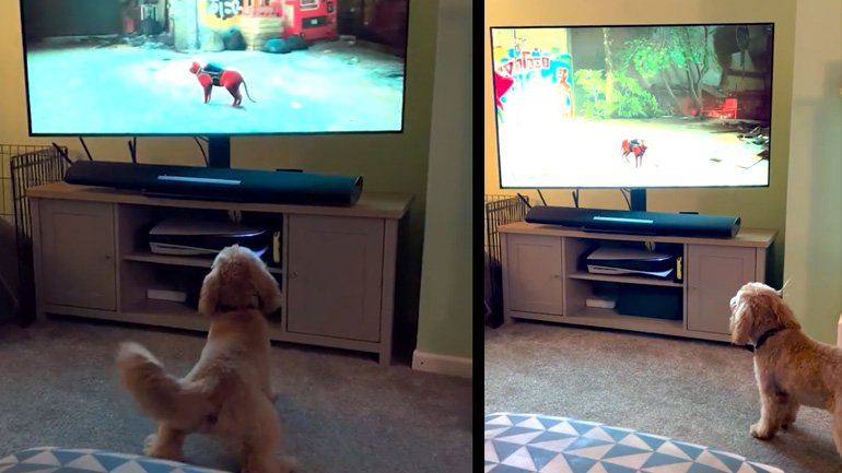 Σκύλος βλέπει μια γάτα σε βιντεοπαιχνίδι