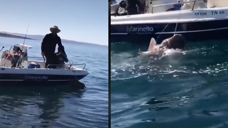 Ναύπλιο: Ψαράδες έπιασαν κατά λάθος καρχαρία και τον απελευθέρωσαν