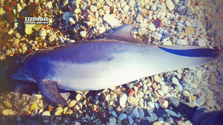 Ναύπλιο: Νεκρό δελφίνι εντοπίστηκε στην παραλία των Ιρίων