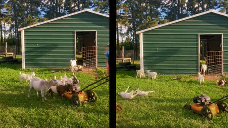 Κατσίκες vs χορτοκοπτικό