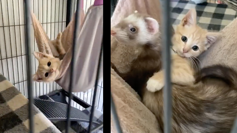 Το γατάκι και το κουνάβι