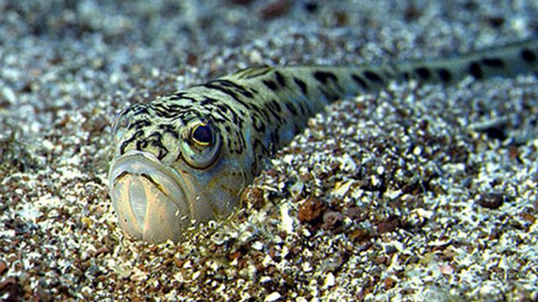 Τι συμβαίνει εάν πατήσουμε δράκαινα ή αχινό στη θάλασσα – Αντιμετώπιση