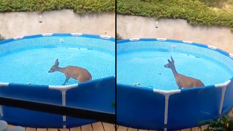Eλάφι δροσίζεται σε μια πισίνα 