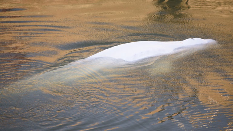 Γαλλία: Η παγιδευμένη στον Σηκουάνα φάλαινα Μπελούγκα πέθανε κατά τη μεταφορά της