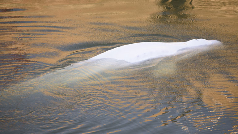 Γαλλία: Έβγαλαν από τα νερά του Σηκουάνα την παγιδευμένη φάλαινα μπελούγκα
