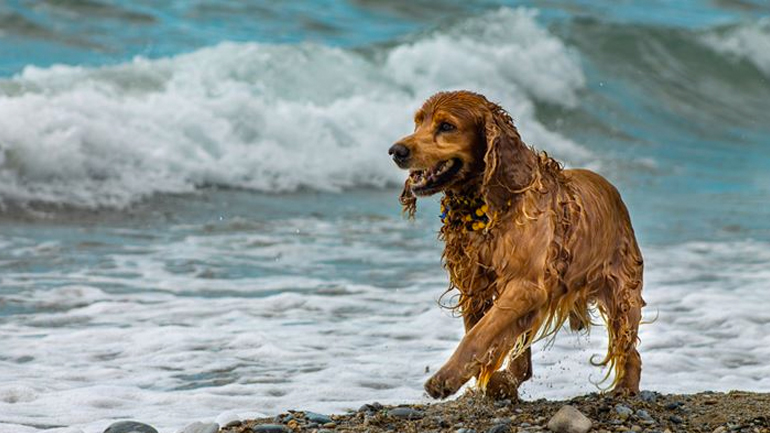 Μωβ μέδουσες: Αποτελούν απειλή και για τον σκύλο;