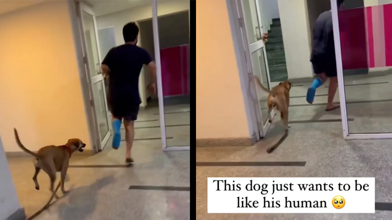 Σκύλος μιμείται το αφεντικό του που κουτσαίνει