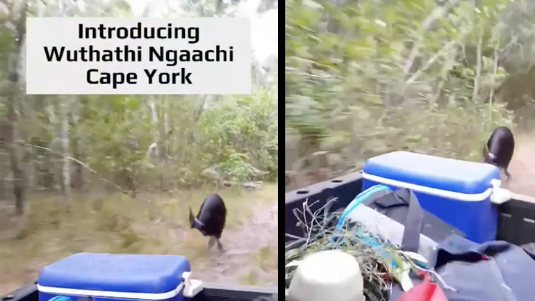 Kαζουάριος κυνηγά ένα τζιπ 