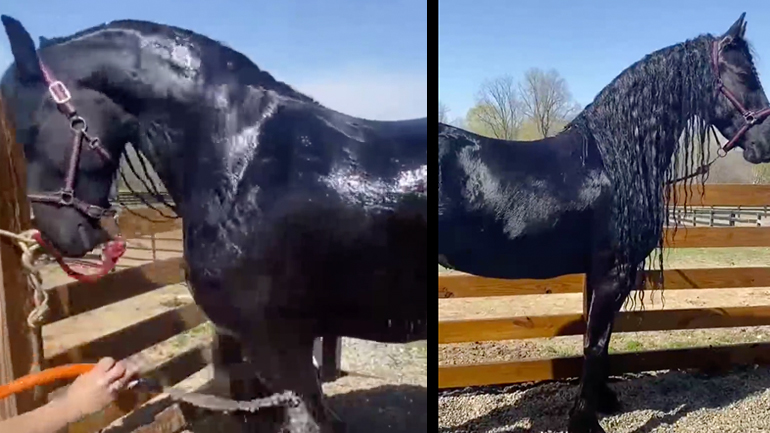 Άλογο κάνει μπάνιο
