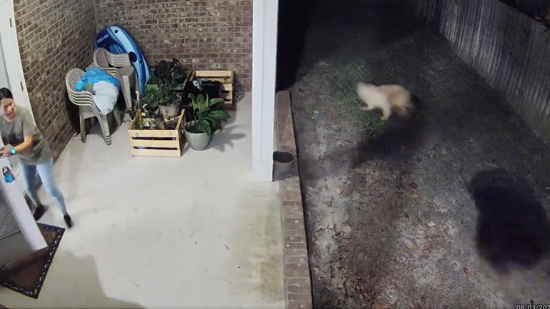 Άντρας προστατεύει τον σκύλο του από μια αρκούδα