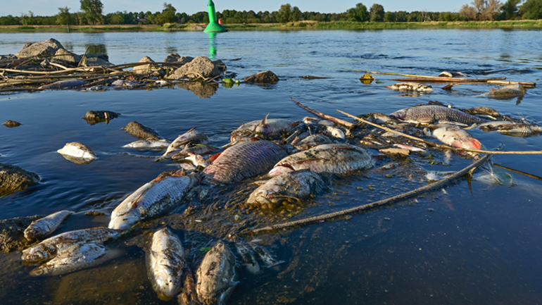 Μαζικός θάνατος ψαριών στον ποταμό Όντερ, αποδίδεται σε άγνωστη τοξική ουσία