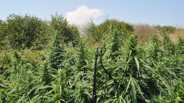 Αμαλιάδα: Συνελήφθη ένας άνδρας για καλλιέργεια 220 δενδρυλλίων κάνναβης