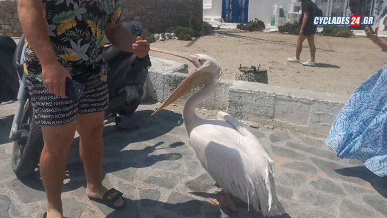 Πέτρος ο πελεκάνος: Ο πιο διάσημος σταρ της Μυκόνου – Ουρές από τους τουρίστες για μια φωτογραφία
