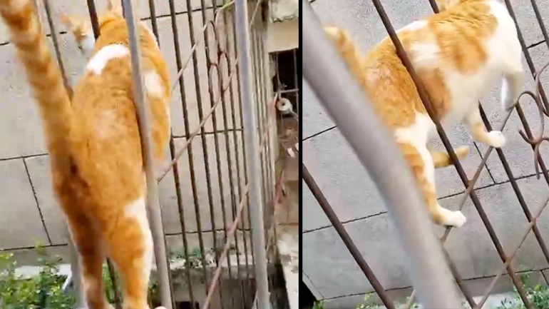 Η γάτα βρήκε τη λύση