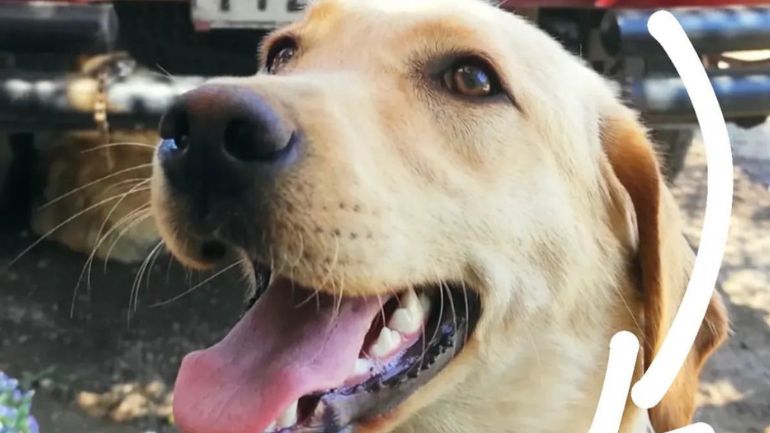 Άγιος Στέφανος: Χάθηκε η Μώνα