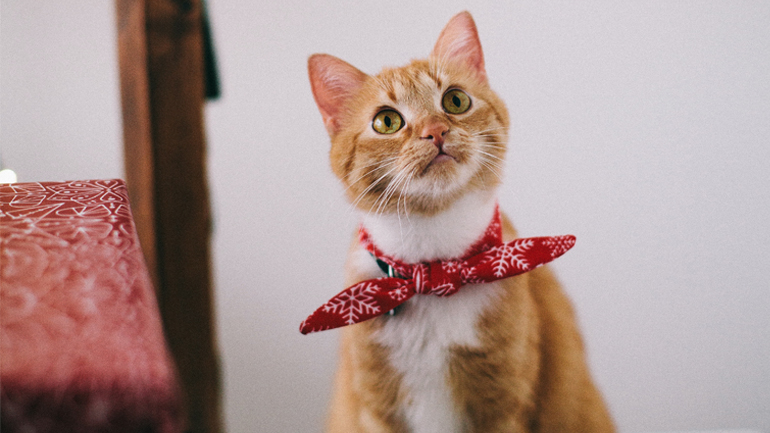 Γάτες: Γιατί τους αρέσει να κάνουν ζημιές