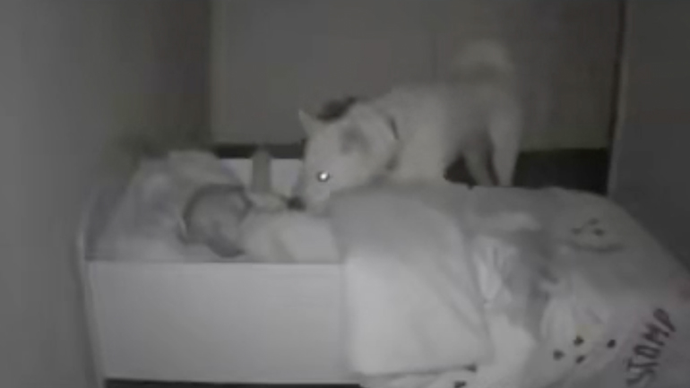 Ο σκύλος κάνει baby sitting