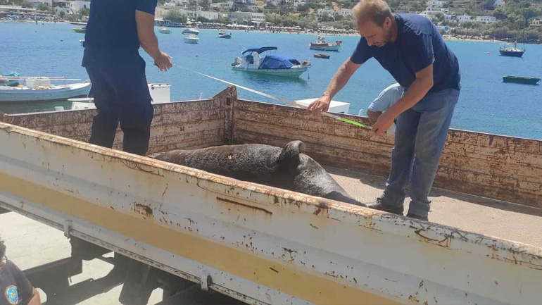 Σύρος: Νεκρή φώκια στην παραλία Γράμματα
