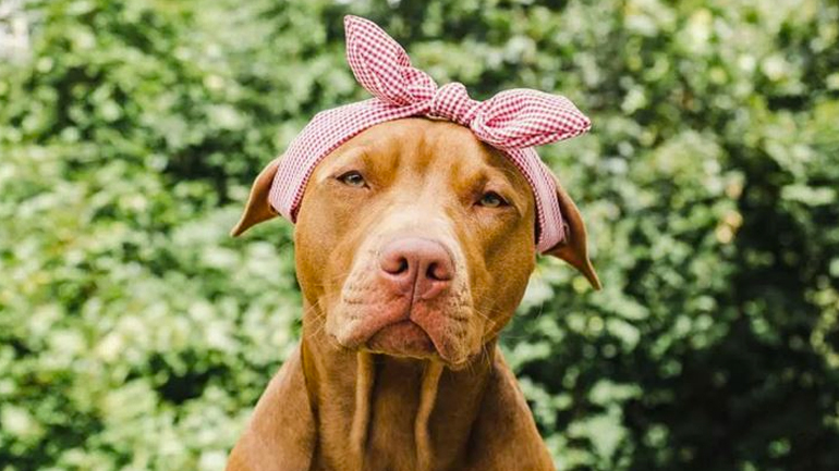 Όλα όσα πρέπει να γνωρίζετε για την περίοδο στους σκύλους