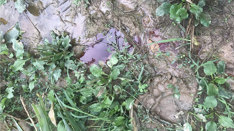 ΑΡΚΤΟΥΡΟΣ: «Ως εδώ! Σκότωσαν με πυροβόλο όπλο τρεις αρκούδες μέσα σε ένα μήνα»