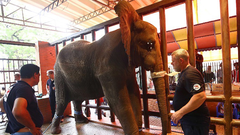 Πακιστάν: Πρωτοποριακή επέμβαση για την αφαίρεση χαλασμένου χαυλιόδοντα σε ελέφαντα