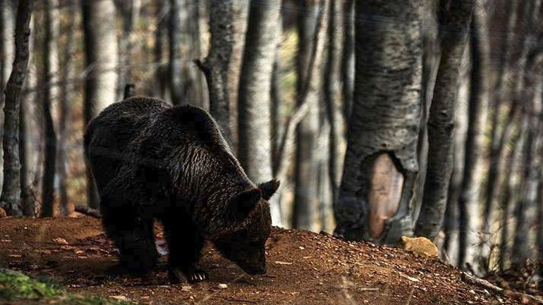 ΥΠΕΝ: Διερεύνηση των περιστατικών θανάτωσης τριών αρκούδων στη Φλώρινα