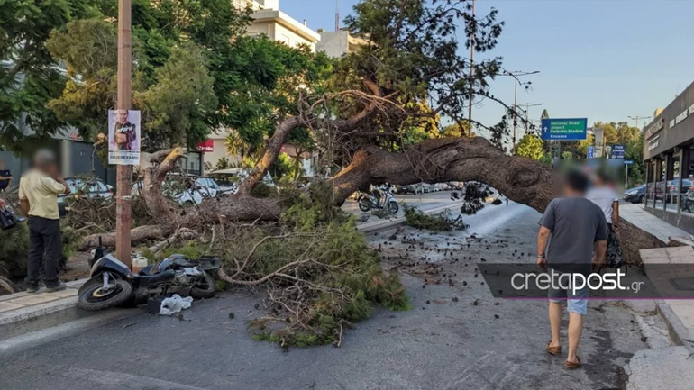 Εισαγγελική παρέμβαση για τον θάνατο του 51χρονου από πτώση δέντρου Εισαγγελική παρέμβαση για τον θάνατο του 51χρονου από πτώση δέντρου