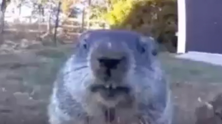 Μαρμότα κλέβει φρούτα και τα τρώει μπροστά στην κάμερα ασφαλείας