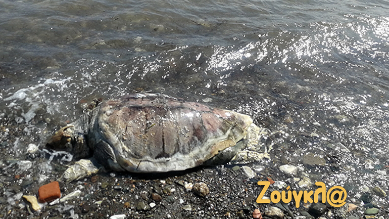 Εύβοια: Χελώνα καρέτα καρέτα βρέθηκε σε κατάσταση αποσύνθεσης στην παραλία Γεράνι