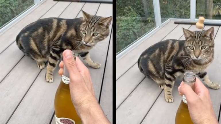 Ανοίγοντας ένα μπουκάλι αφρώδους οίνου δίπλα σε μια γάτα Ανοίγοντας ένα μπουκάλι αφρώδους οίνου δίπλα σε μια γάτα