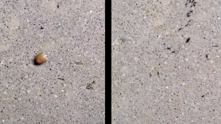 Κοροϊδεύοντας ένα μερμήγκι