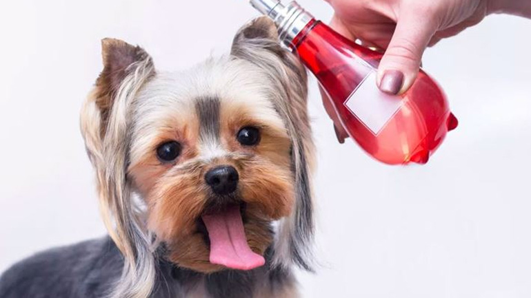 DIY άρωμα για το σκυλάκι σας