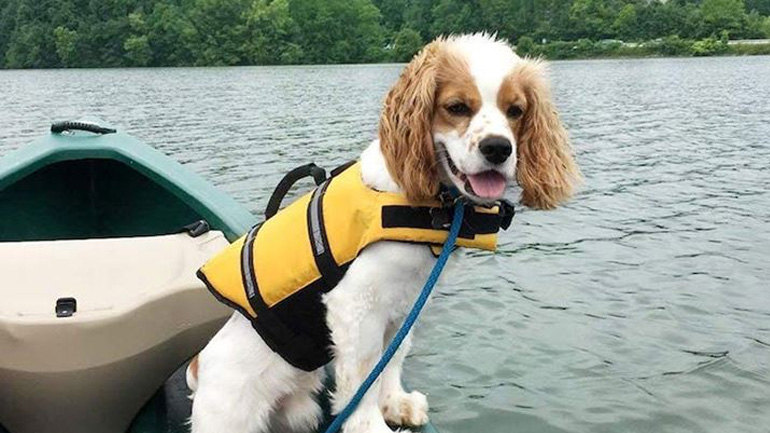 Όταν ο σκύλος φοβάται το νερό