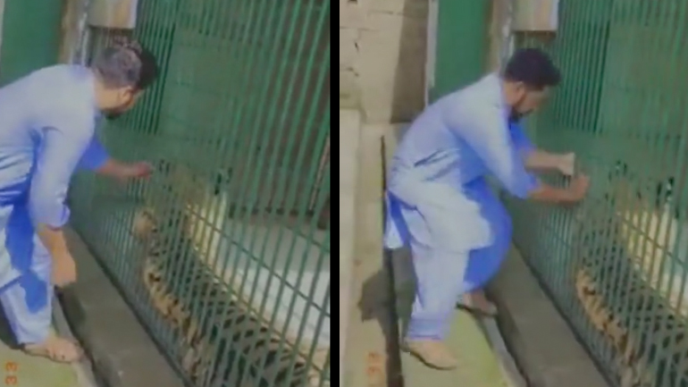 Άνδρας βάζει το χέρι του στο κλουβί μιας τίγρης