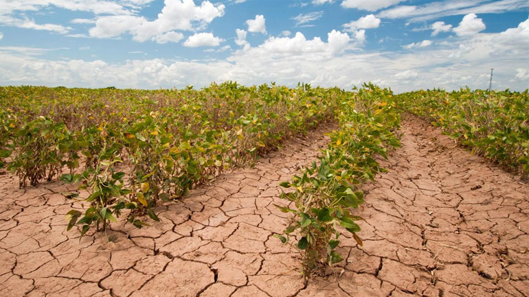 Διατροφή για πιο ζεστό κλίμα: Πέντε φυτά που θα μπορούσαν να μας βοηθήσουν