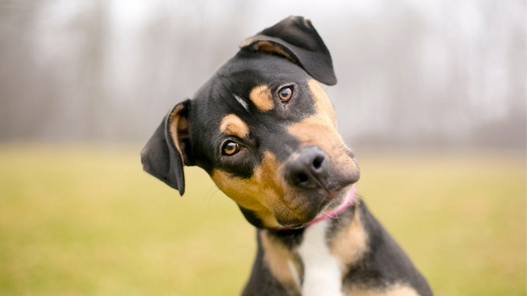 Γιατί μερικοί σκύλοι γέρνουν το κεφάλι όταν τους μιλάμε;