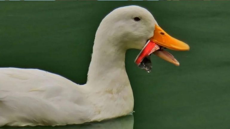 Λίμνη Μπελέτσι: Kινητοποίηση της ΕΜΑΚ για να σωθεί πάπια με κουτί αναψυκτικού στο στόμα της Λίμνη Μπελέτσι: Kινητοποίηση της ΕΜΑΚ για να σωθεί πάπια με κουτί αναψυκτικού στο στόμα της