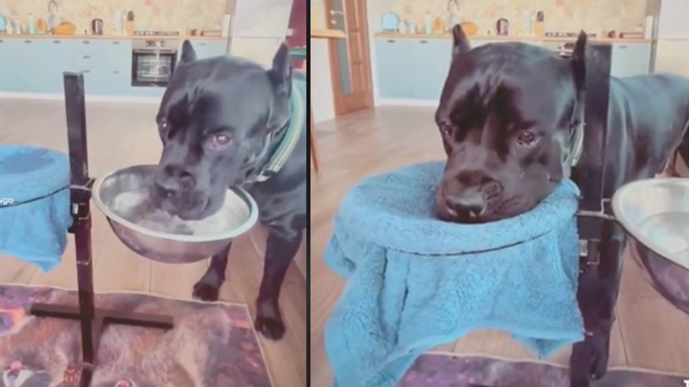 Ο σκύλος που σκουπίζεται αφού πιει νερό