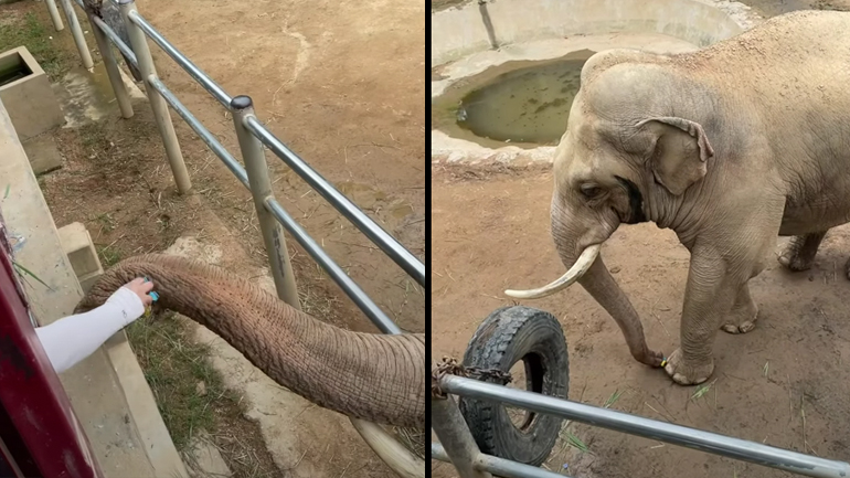 Ελέφαντας επιστρέφει ένα παπούτσι σε ένα παιδί