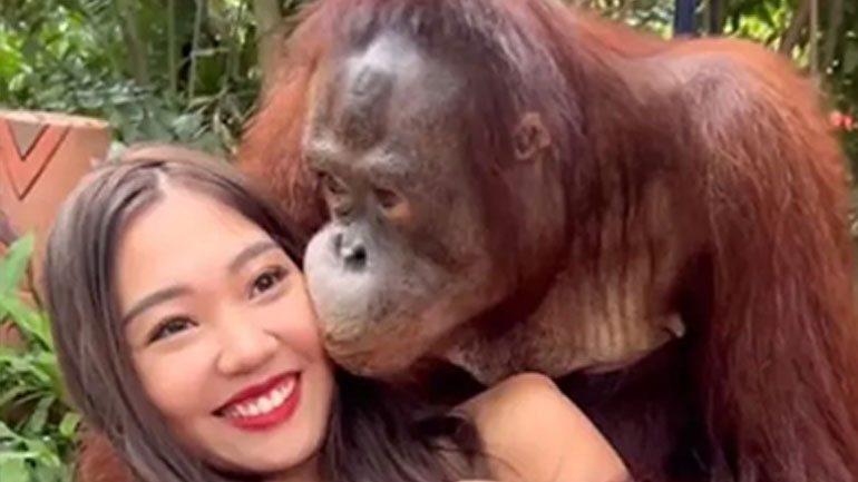 «Ξαναχτύπησε» ο ερωτιάρης ουρακοτάγκος στην Ταϊλάνδη