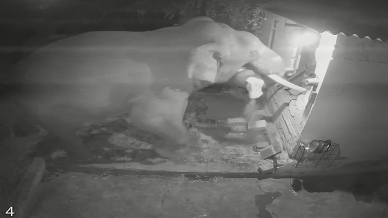 Πεινασμένος ελέφαντας καταστρέφει τον τοίχο ενός σπιτιού για να βρει τροφή