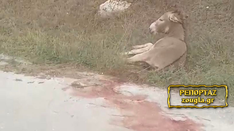 Αντιδήμαρχος κακοποιεί γαϊδαράκο σέρνοντάς τον με αυτοκίνητο