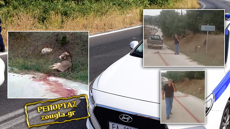 Συνελήφθη ο αντιδήμαρχος Ζίτσας που κακοποίησε γάιδαρο