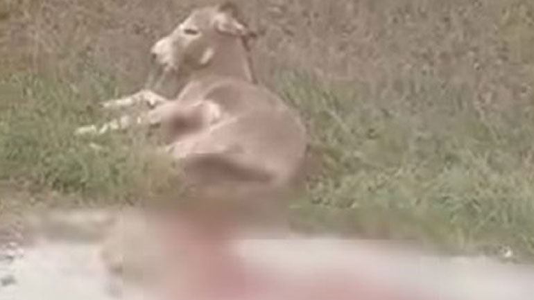 ‘Ηπειρος: Αποτρόπαιο – Έσερνε γάιδαρο με αυτοκίνητο μέσα σε χωριό ‘Ηπειρος: Αποτρόπαιο – Έσερνε γάιδαρο με αυτοκίνητο μέσα σε χωριό