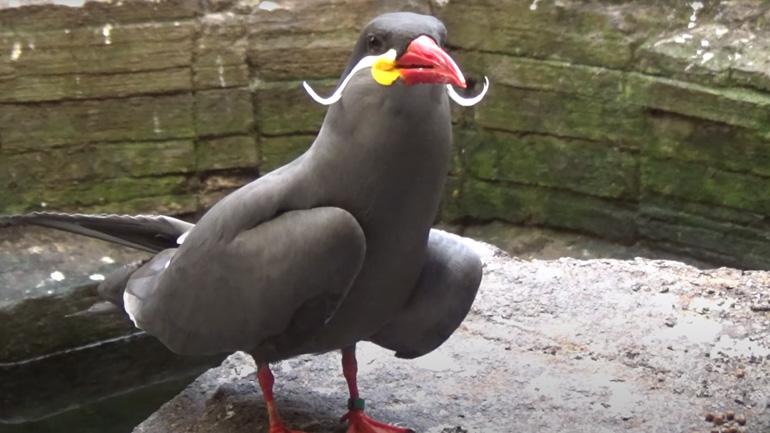 Tο μοναδικό πουλί στον κόσμο που έχει μουστάκι